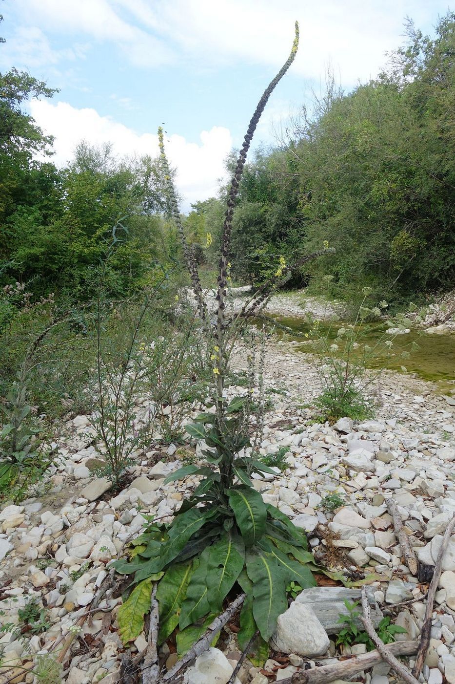 Image of Verbascum gnaphalodes specimen.