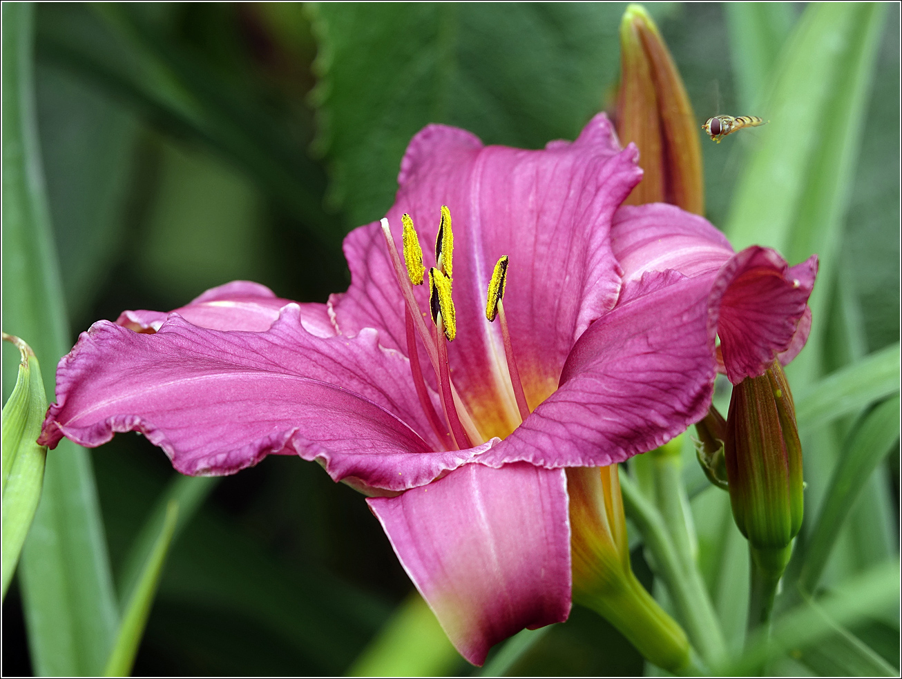 Image of Hemerocallis &times; hybrida specimen.