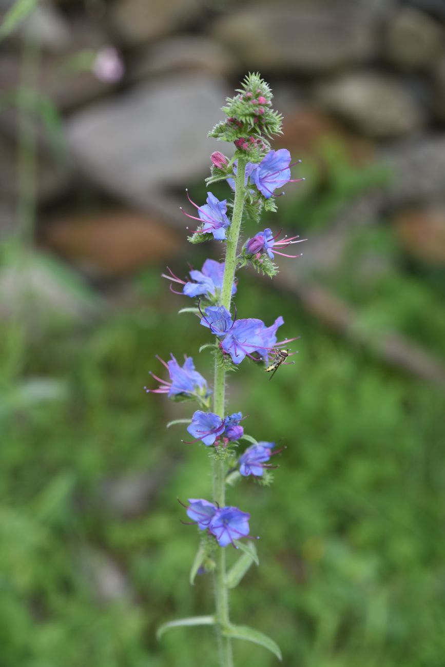 Изображение особи Echium vulgare.