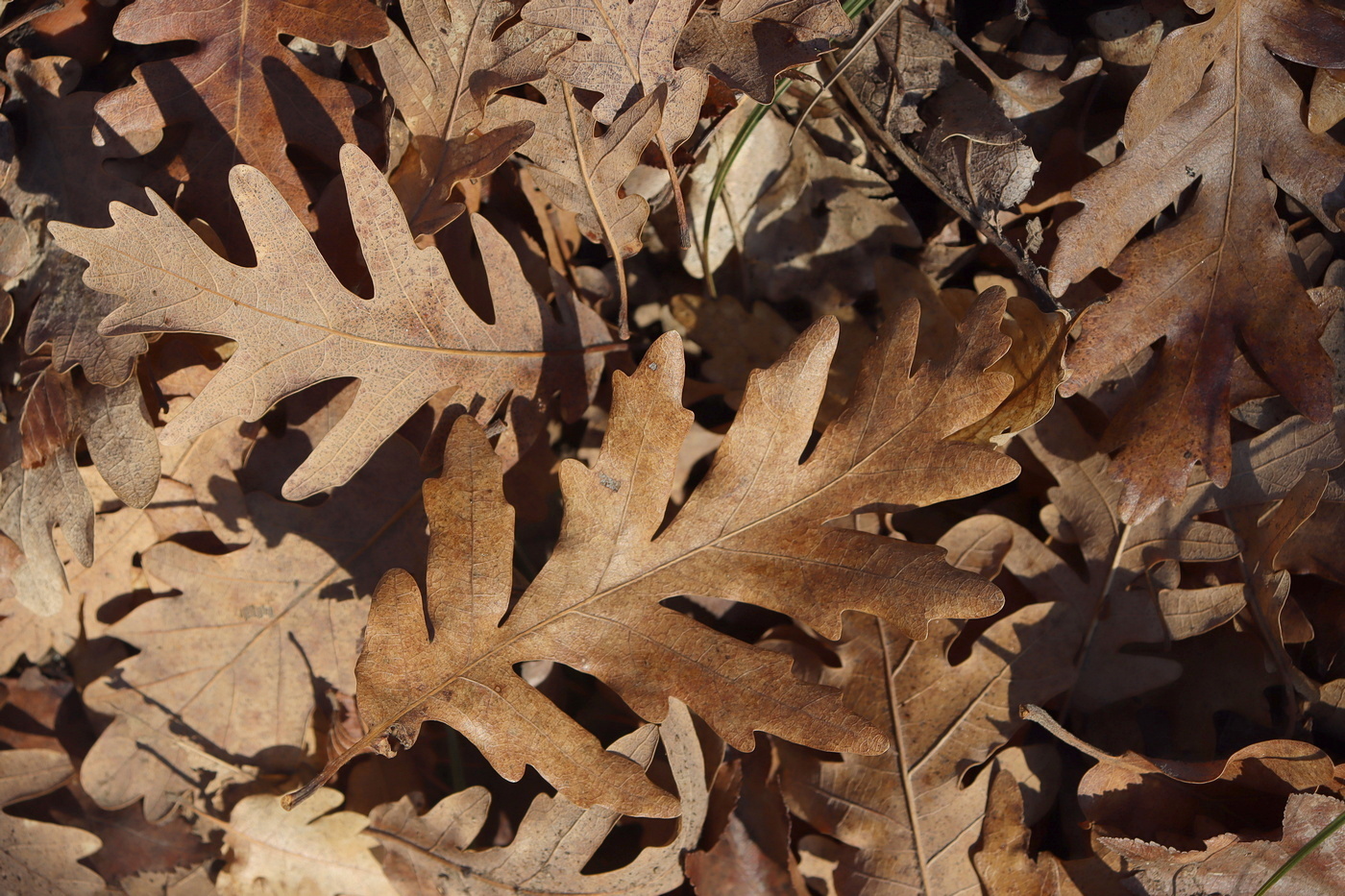 Изображение особи Quercus dalechampii.