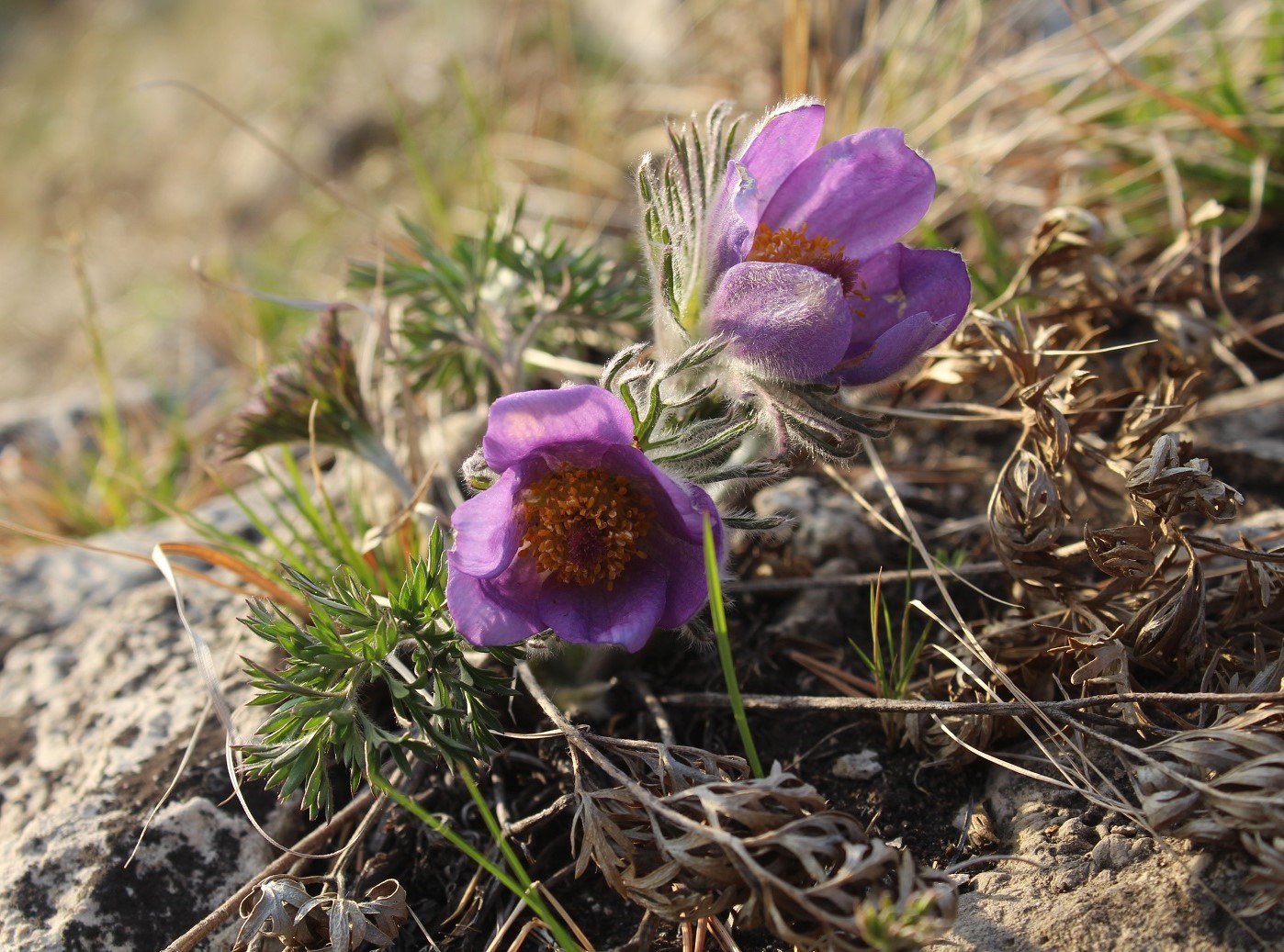 Image of Pulsatilla regeliana specimen.