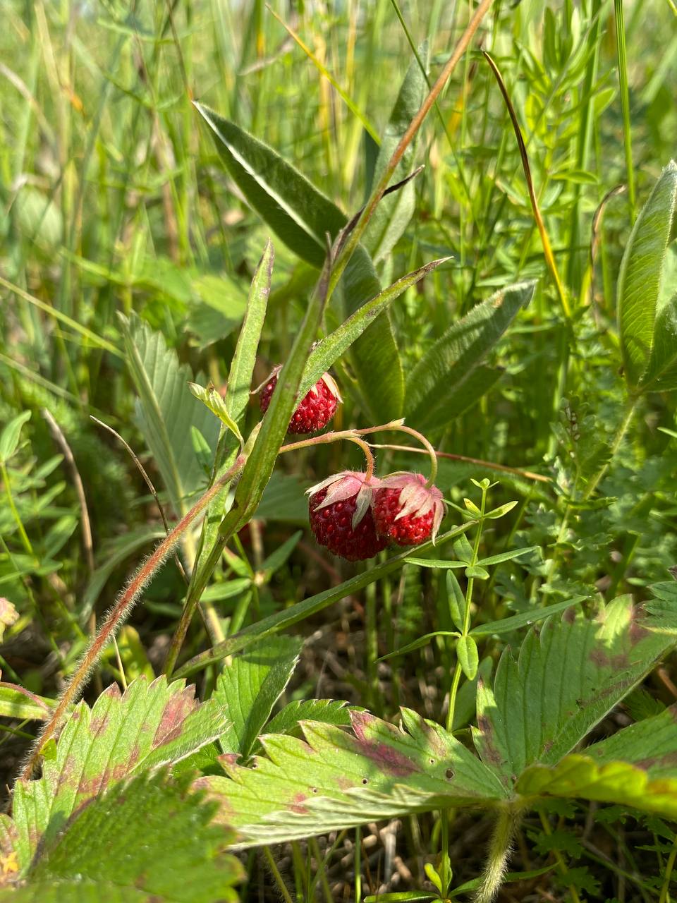 Image of Fragaria viridis specimen.