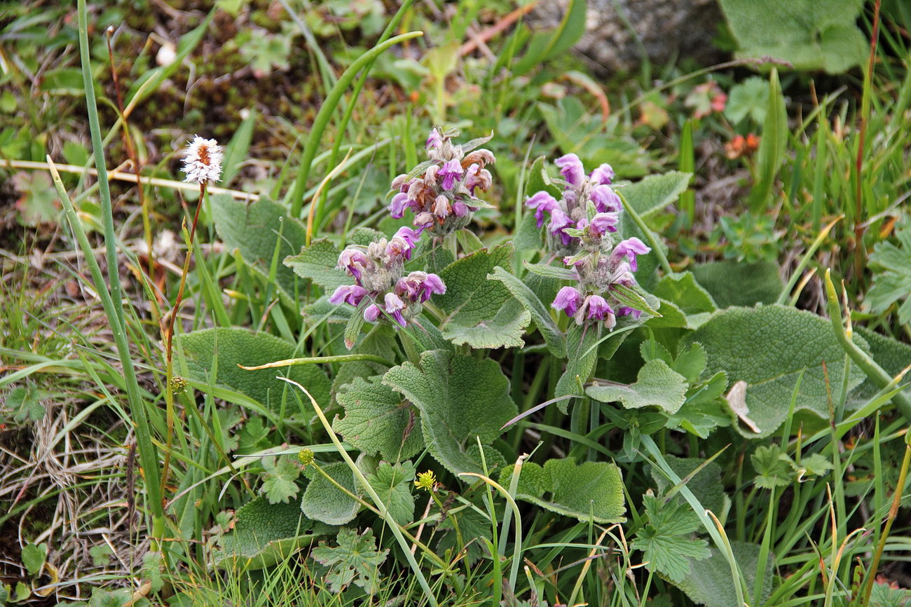Image of Phlomoides oreophila specimen.