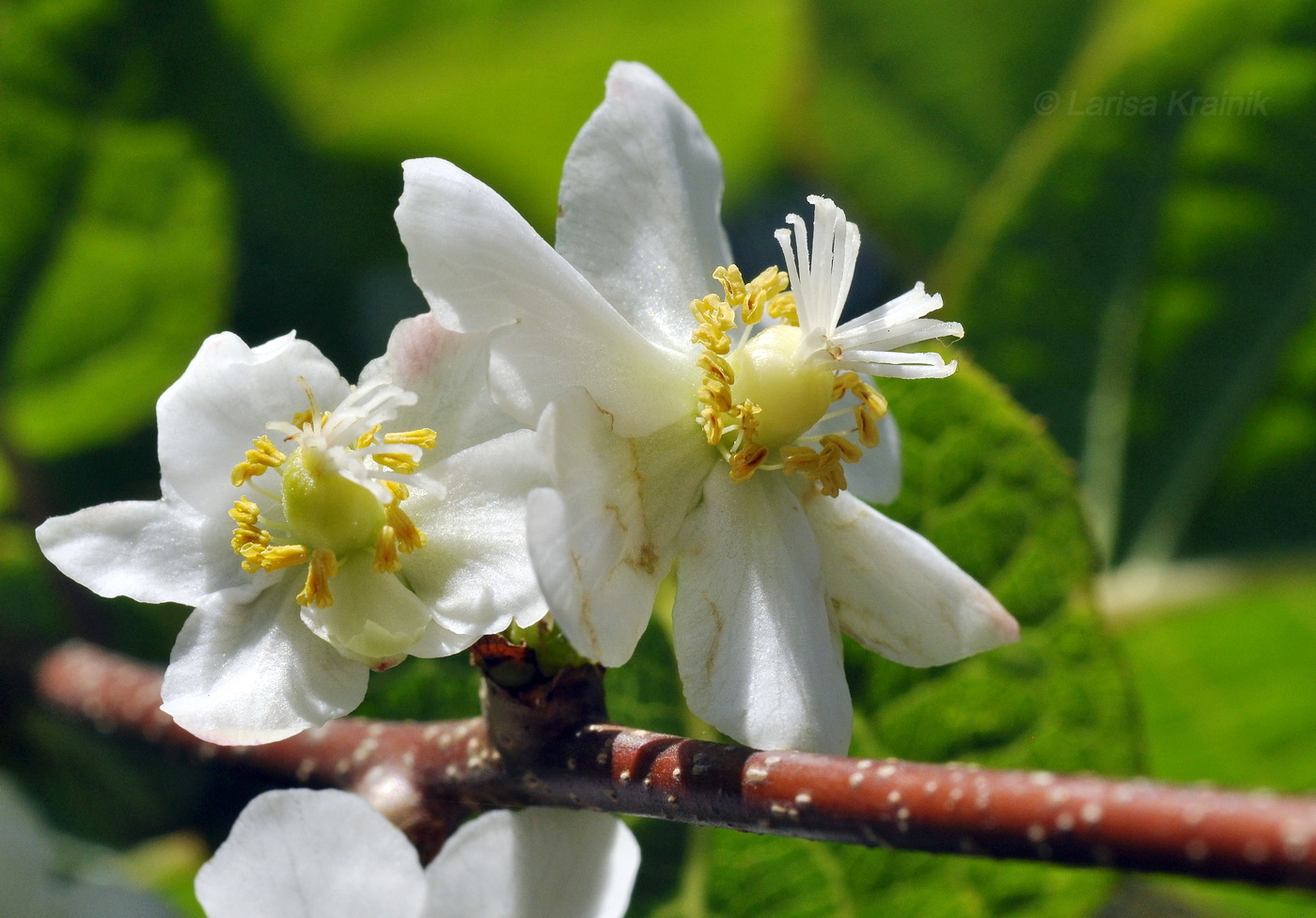 Image of Actinidia kolomikta specimen.