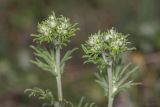 genus Potentilla