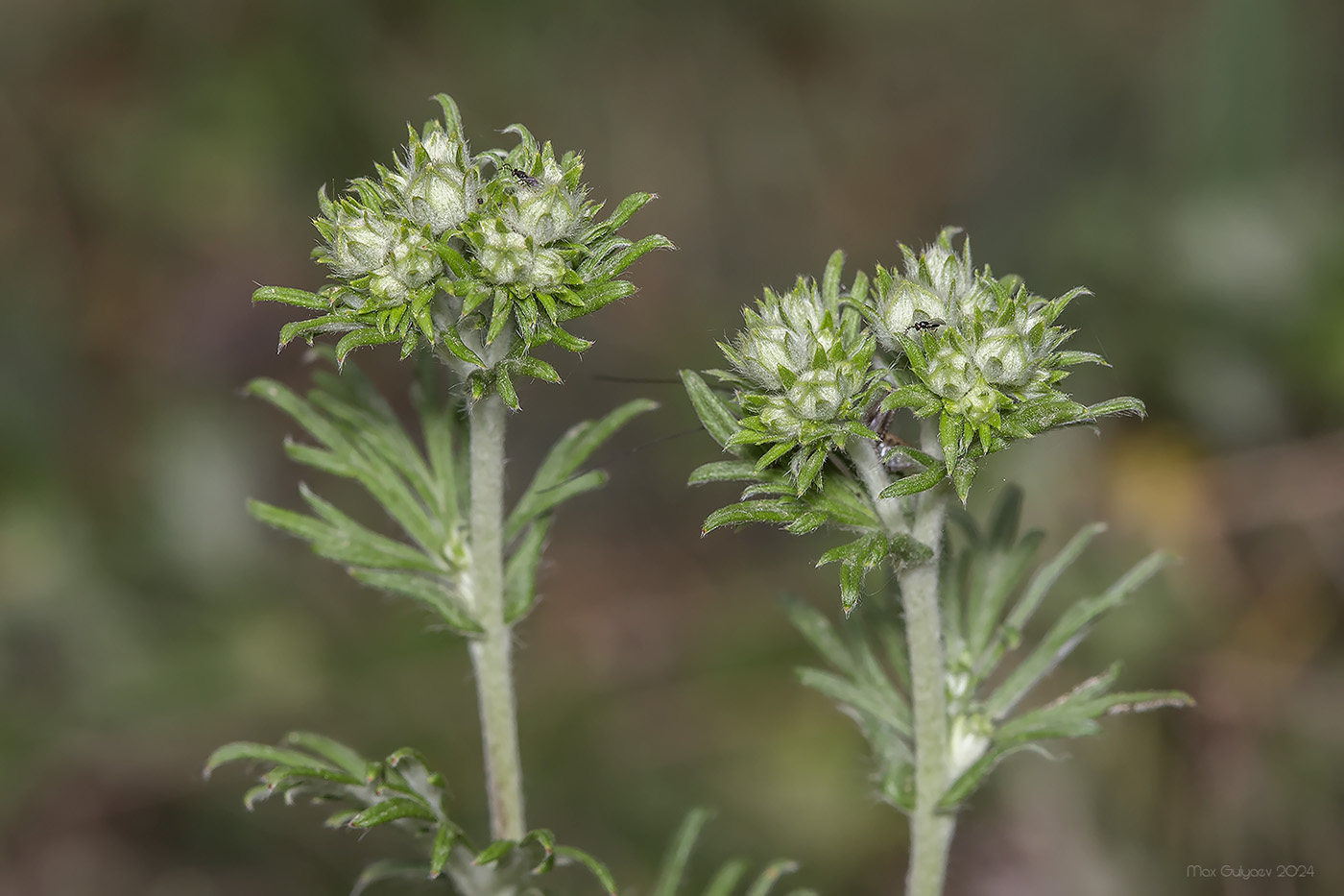 Image of genus Potentilla specimen.