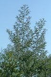 Acacia dealbata. Верхушки деревьев. Республика Абхазия, г. Сухум. 25.08.2009.