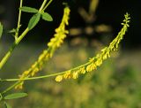 Смотреть изображение Melilotus officinalis