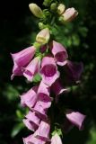 View full-size image Digitalis purpurea