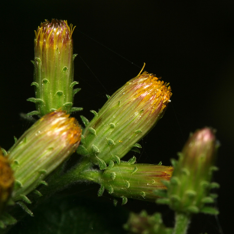 Image of Inula conyza specimen.