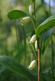 Polygonatum odoratum. Часть побега с цветками. Новосибирская обл., Салаирский кряж, р. Бердь, окр. дер. Новососедово. 02.06.2008.