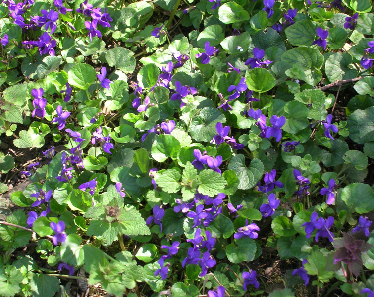 Image of Viola odorata specimen.