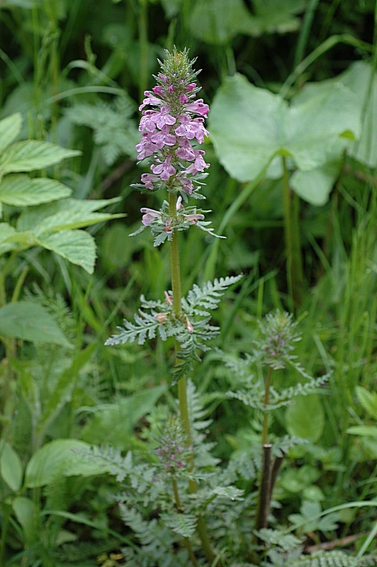 Image of Pedicularis macrochila specimen.