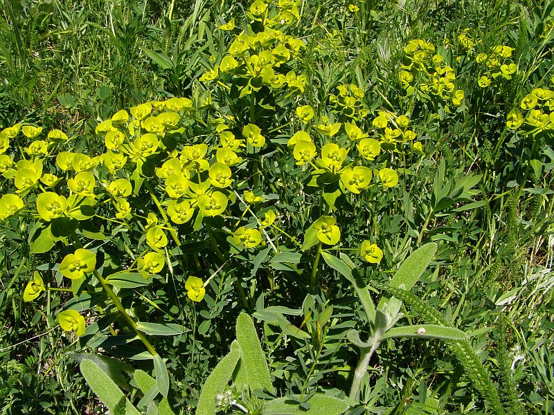 Image of genus Euphorbia specimen.