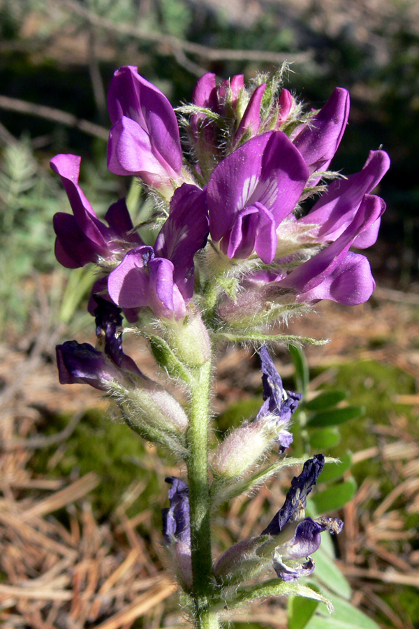 Изображение особи Oxytropis ivdelensis.