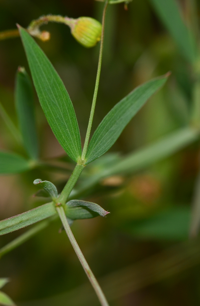 Image of Lathyrus marmoratus specimen.