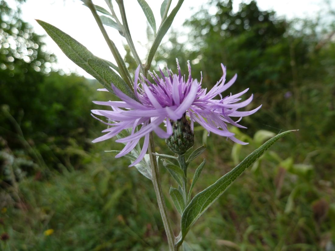 Image of Centaurea salicifolia specimen.