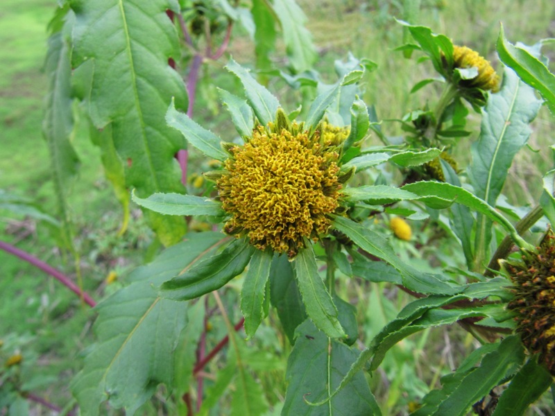 Изображение особи Bidens radiata.