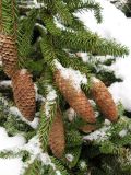 Picea abies