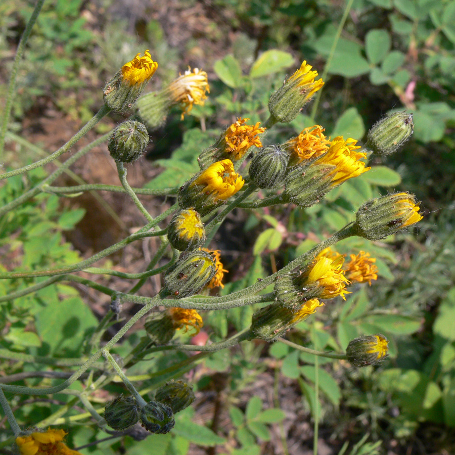 Image of genus Hieracium specimen.