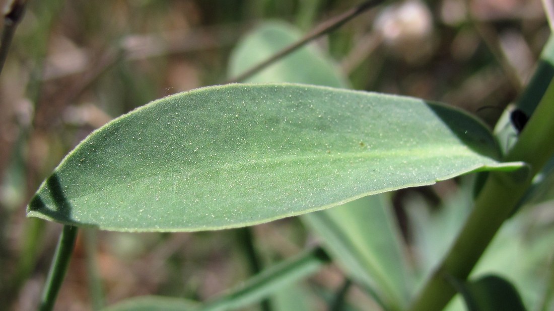 Изображение особи Euphorbia glareosa.