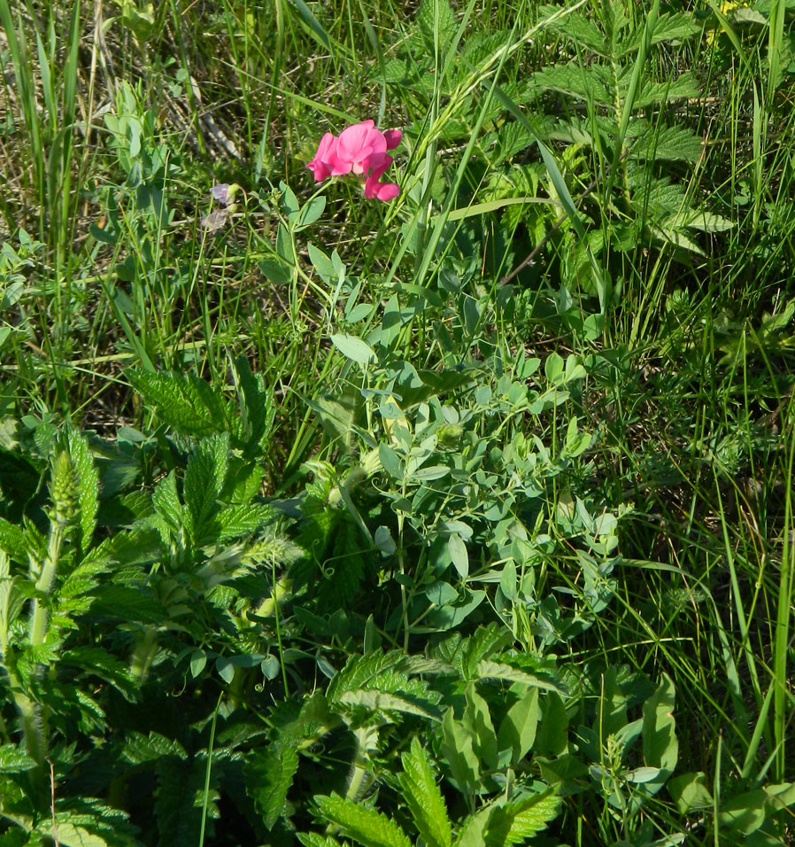 Изображение особи Lathyrus tuberosus.