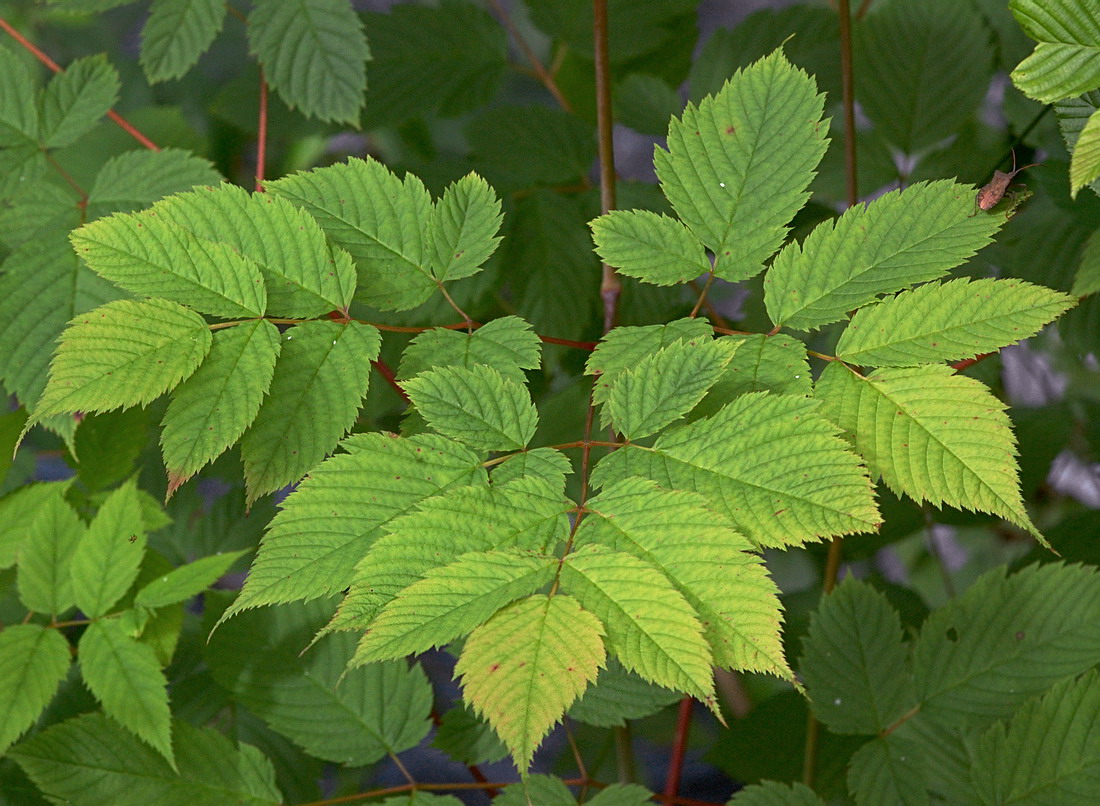 Image of Aruncus sylvestris specimen.