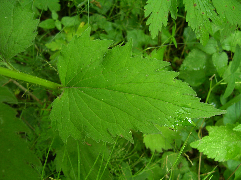 Image of Campanula trachelium specimen.