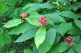 genus Calycanthus. Верхушки побегов с цветками. Абхазия, г. Сухум, ботанический сад. 12.06.2012.