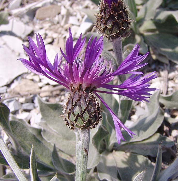 Image of Centaurea czerkessica specimen.