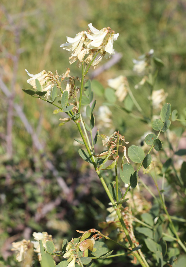 Изображение особи Hedysarum flavescens.