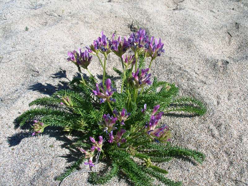 Изображение особи Oxytropis bargusinica.