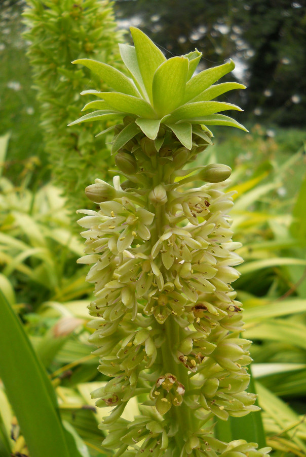 Изображение особи Eucomis autumnalis.