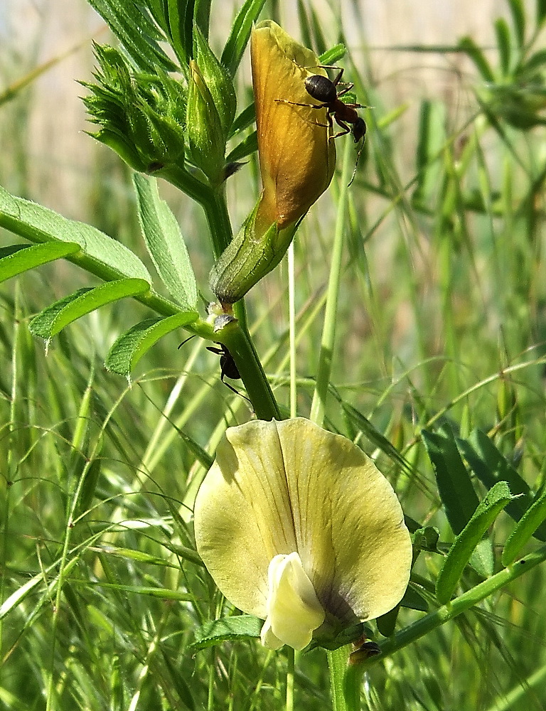 Image of Vicia grandiflora specimen.