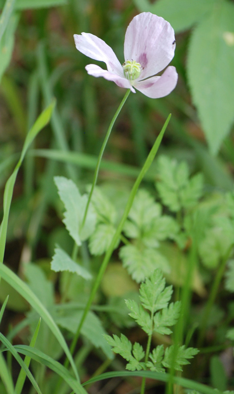 Image of Papaver somniferum specimen.