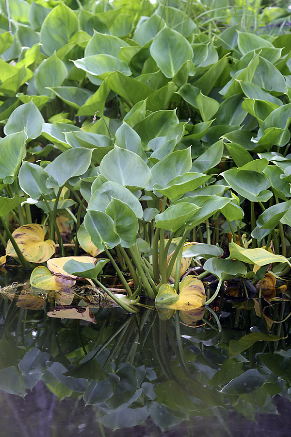 Image of Calla palustris specimen.