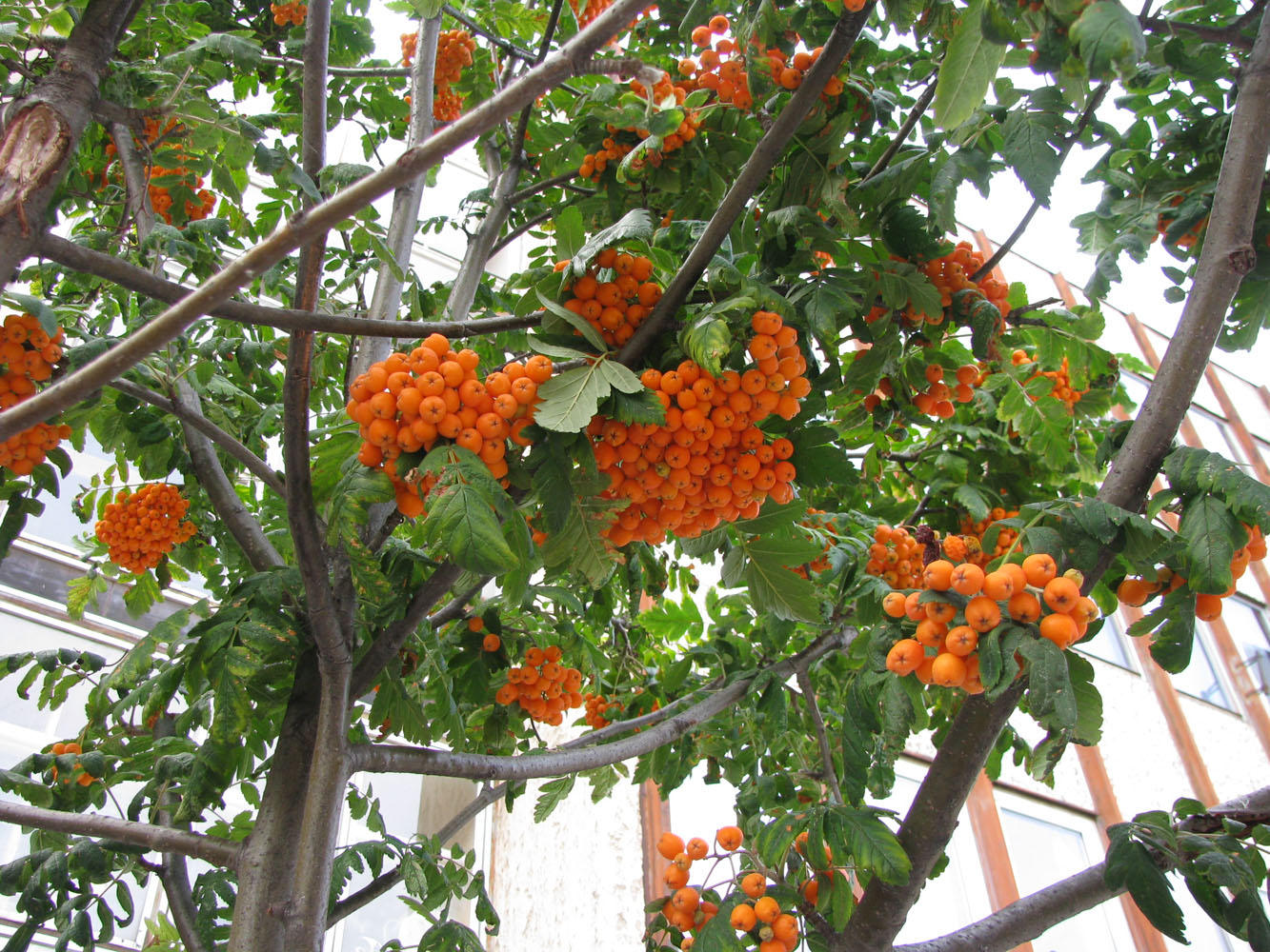 Image of genus Sorbus specimen.