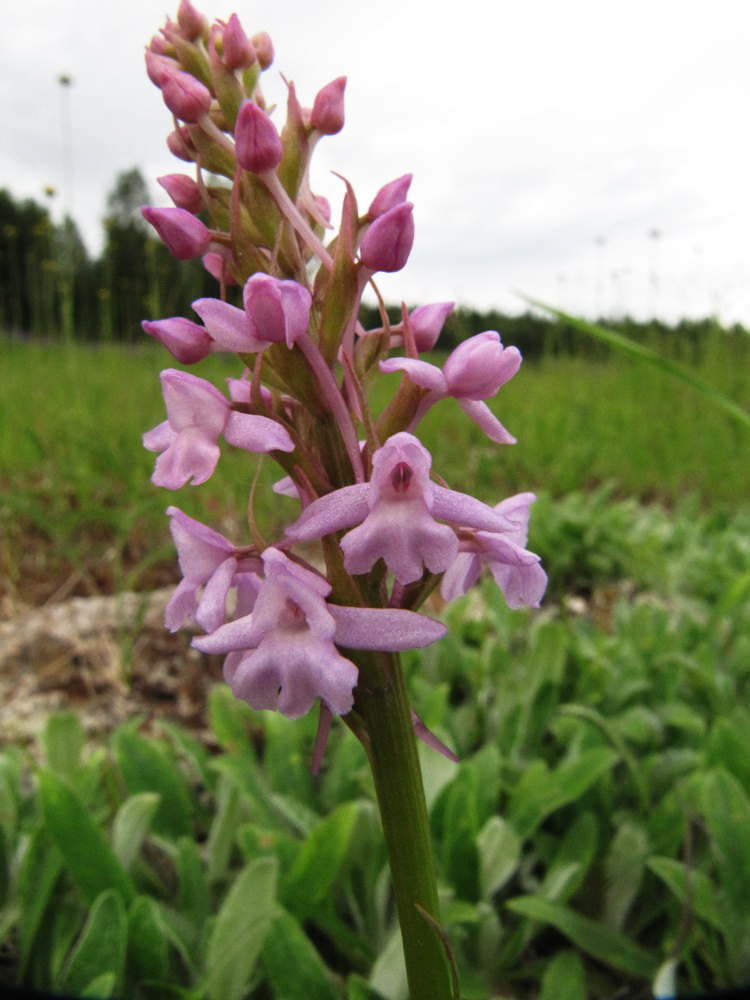 Изображение особи Gymnadenia conopsea.