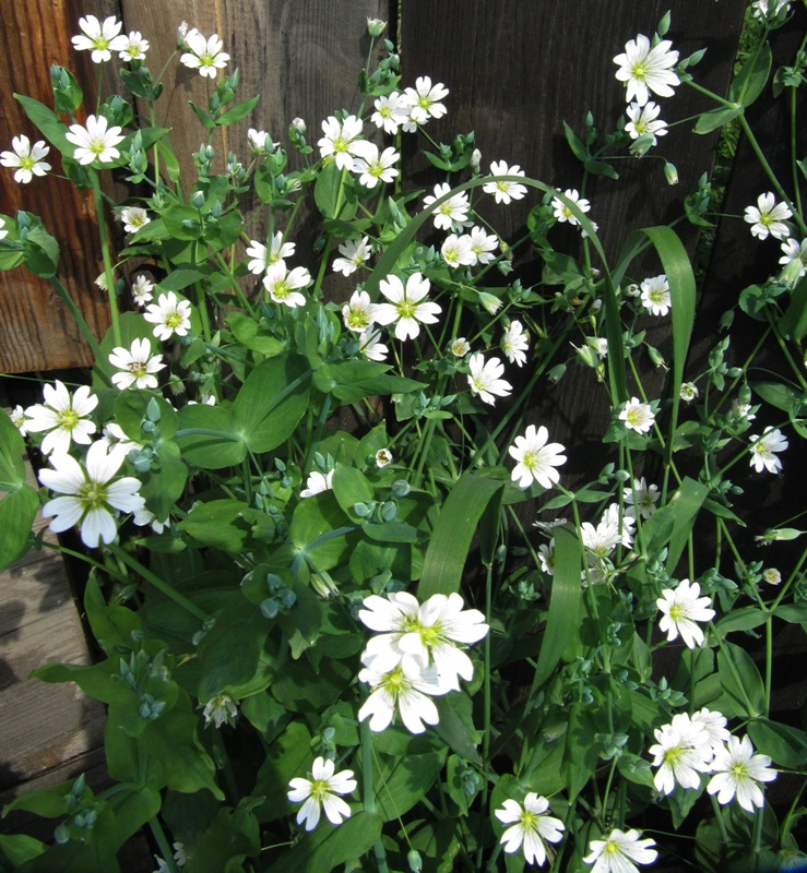 Image of Cerastium davuricum specimen.