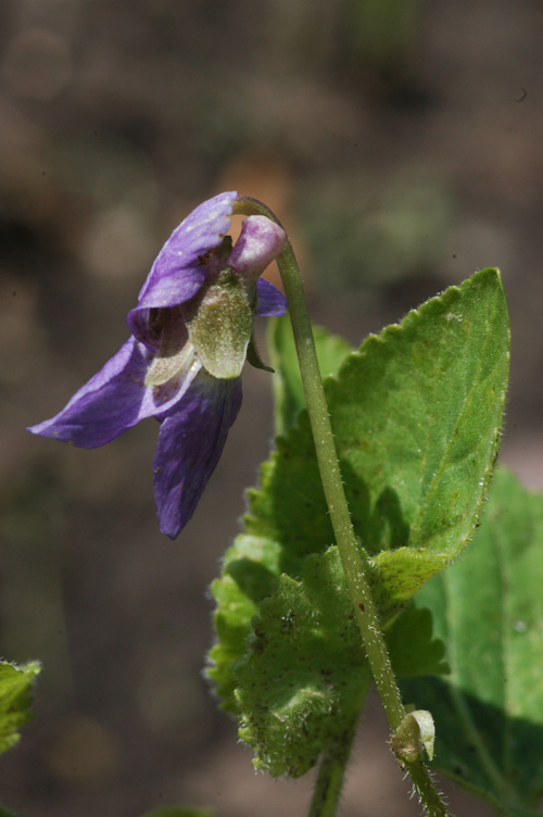 Image of genus Viola specimen.