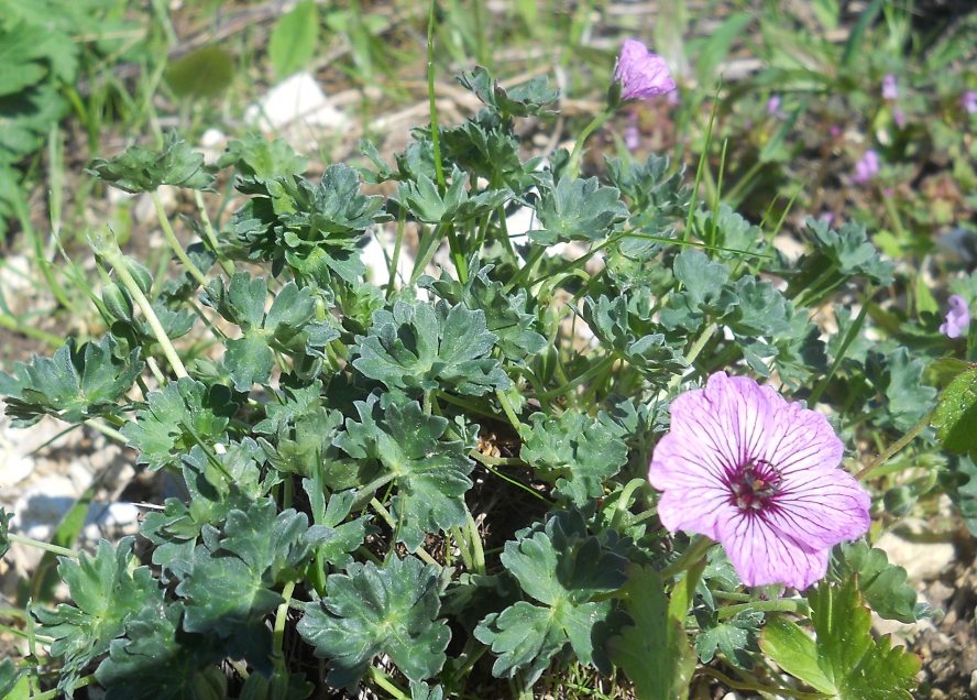 Изображение особи Geranium cinereum.