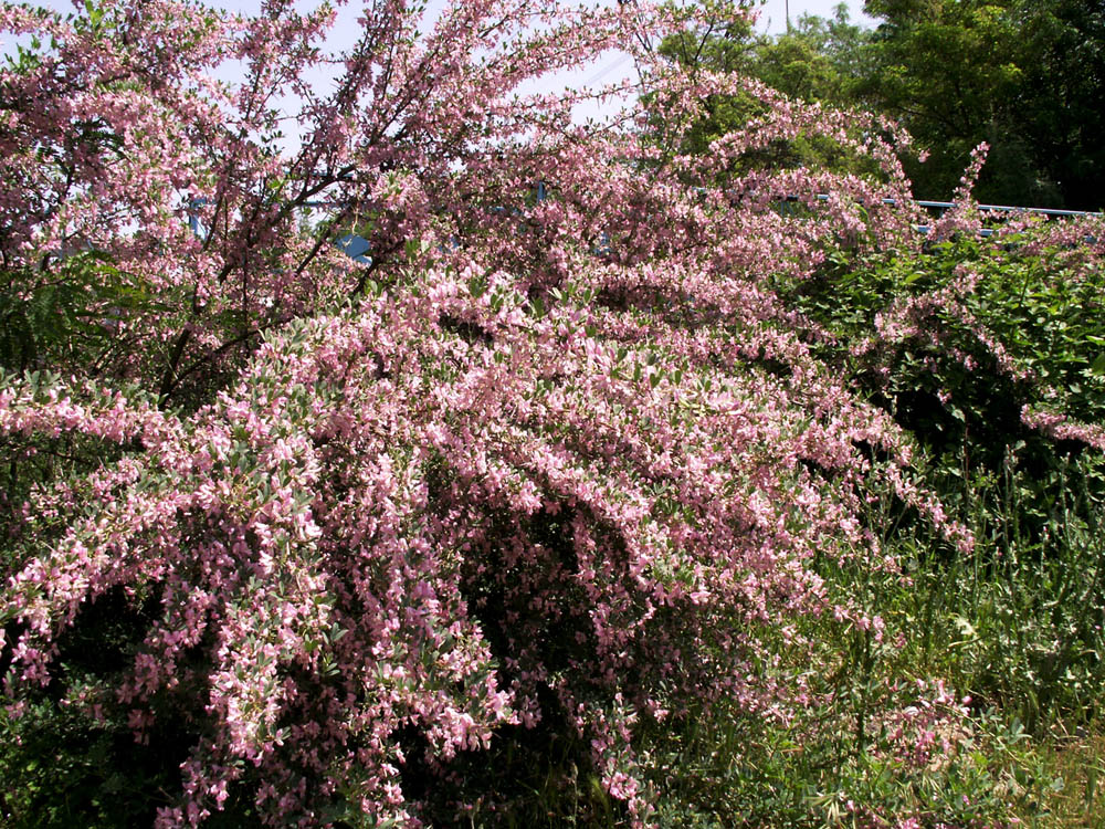 Image of Halimodendron halodendron specimen.