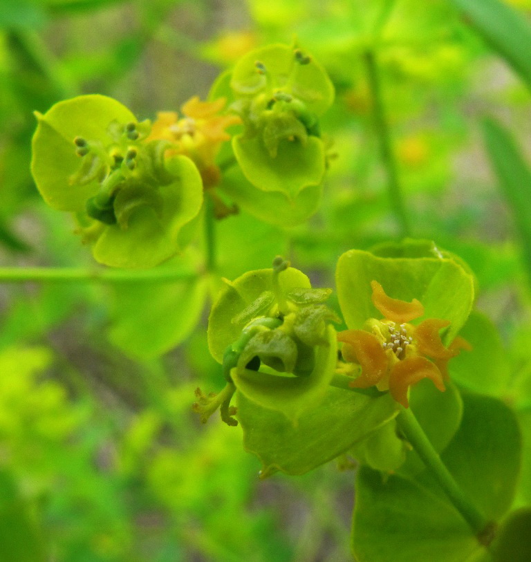 Изображение особи Euphorbia virgata.