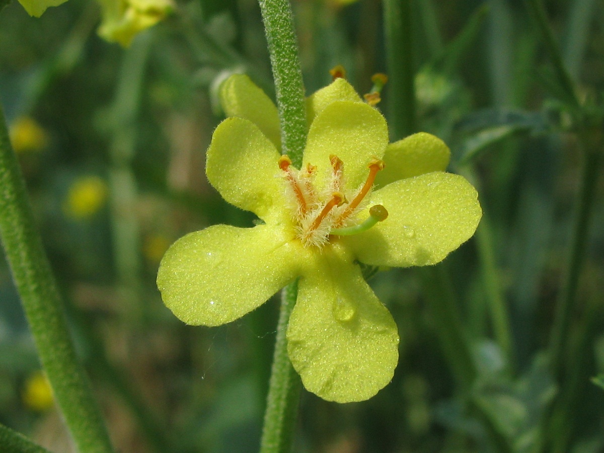 Image of Verbascum lychnitis specimen.