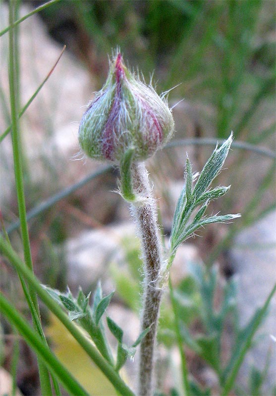 Image of Ranunculus asiaticus specimen.