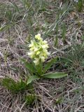 Dactylorhiza подвид georgica