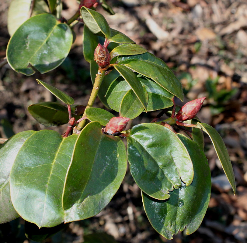 Image of genus Rhododendron specimen.