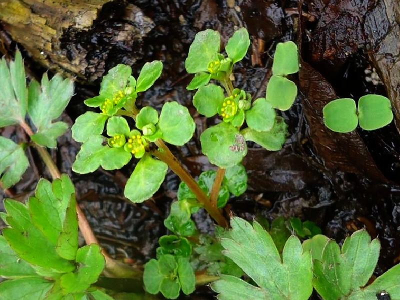 Image of Chrysosplenium kamtschaticum specimen.