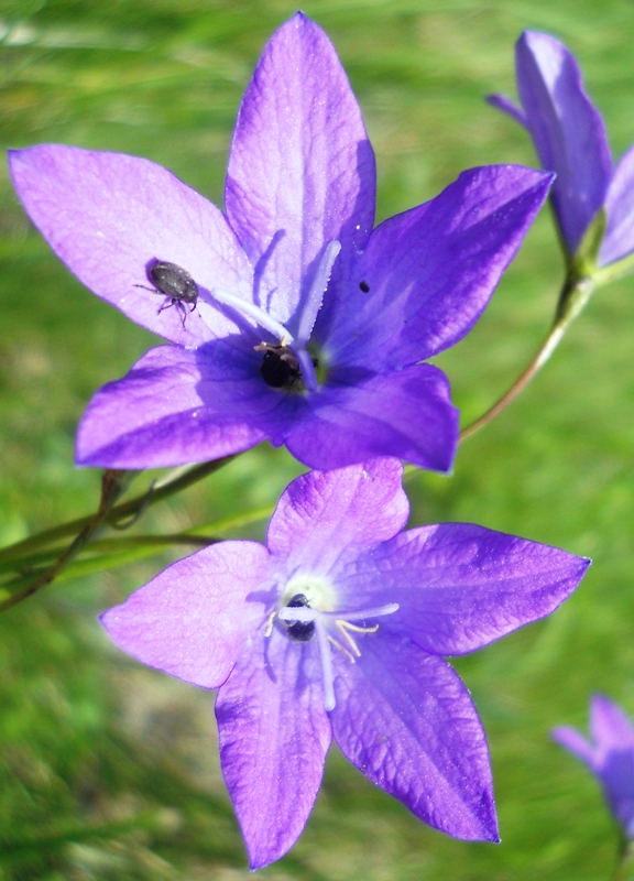 Изображение особи Campanula wolgensis.