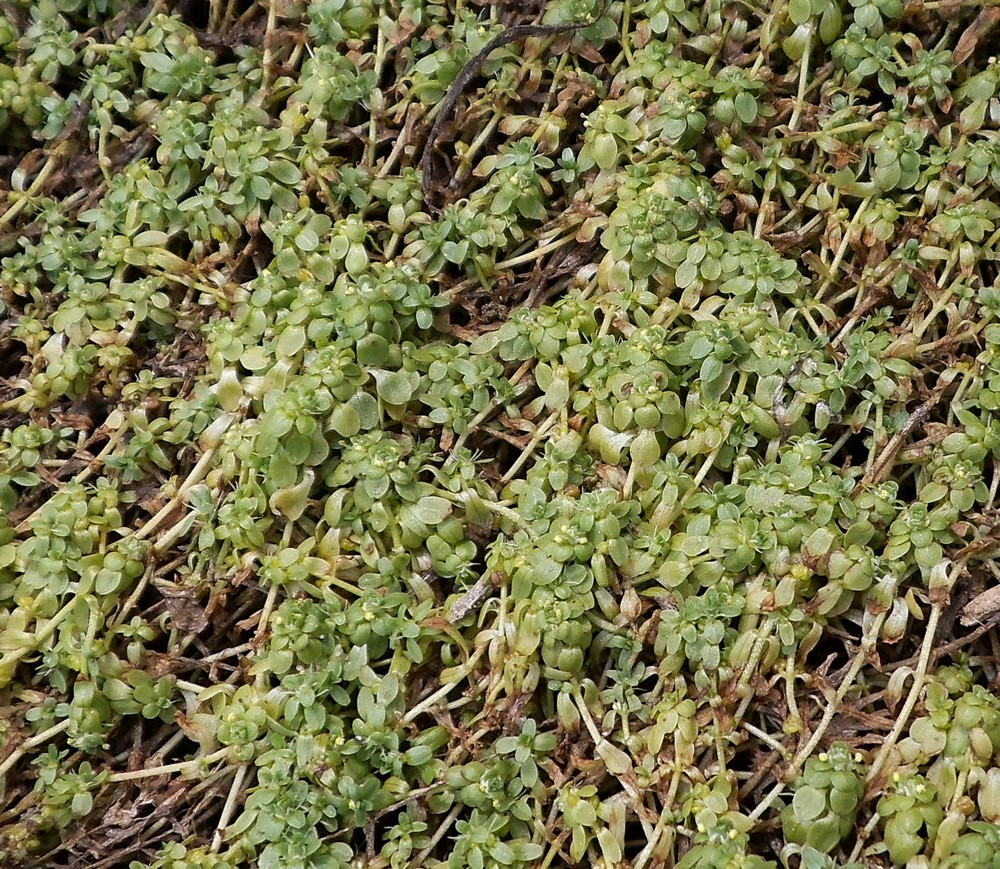 Image of Callitriche cophocarpa specimen.